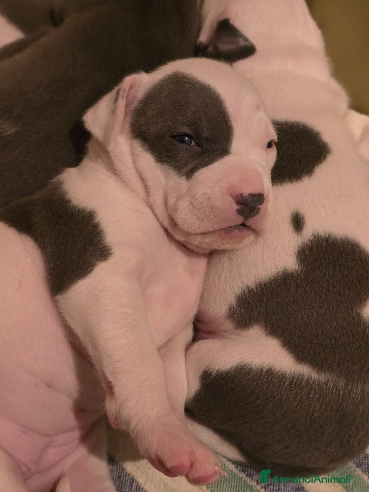 American Staffordshire cani Cuccioli Amstaff  - Annuncio 1