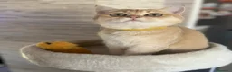Scottish gatti in vendita: Gatto Scottish Straight  a Provincia di Latina - Annuncio 2