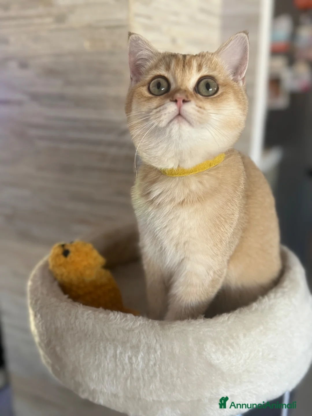 Scottish gatti in vendita: Gatto Scottish Straight  a Provincia di Latina - Annuncio 2