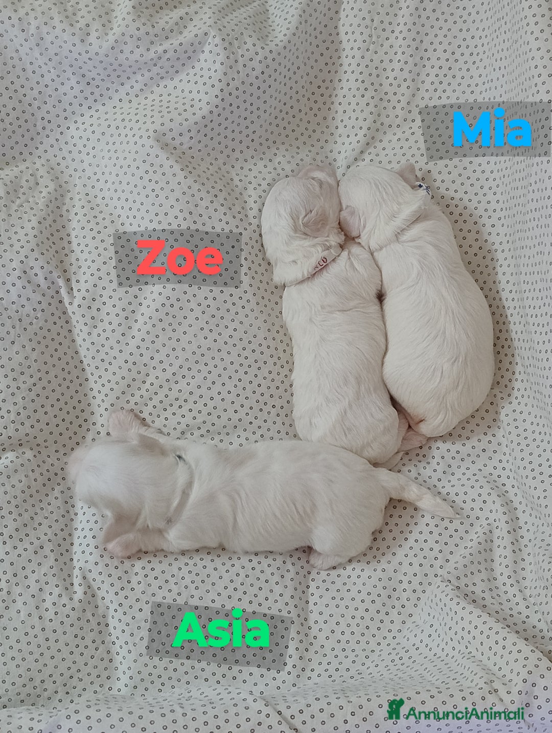 Maltese cani in vendita: Cucciole di Maltese  a Città metropolitana di Roma Capitale - Immagine 6