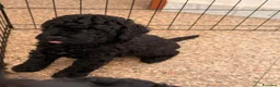 Barboncino cani in vendita: Barboncini  a Città Metropolitana di Bari - Annuncio 8