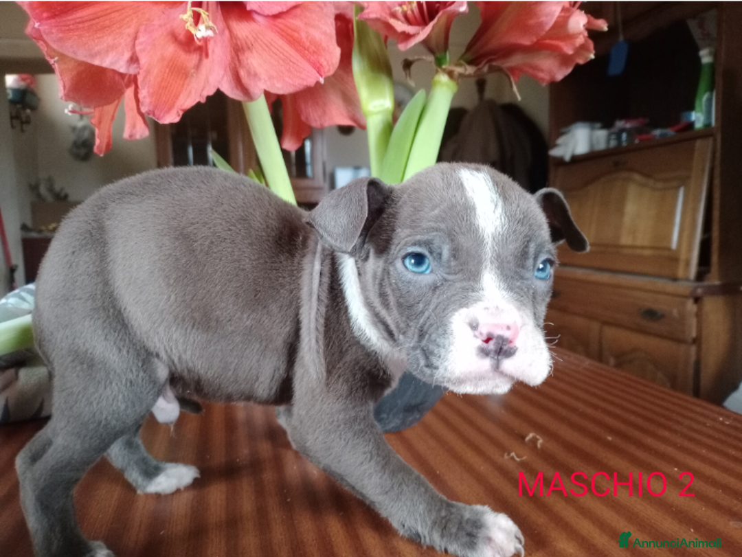 American Bully cani in vendita: American Bully, genitori addestrati da pet terapy  - Annuncio 8