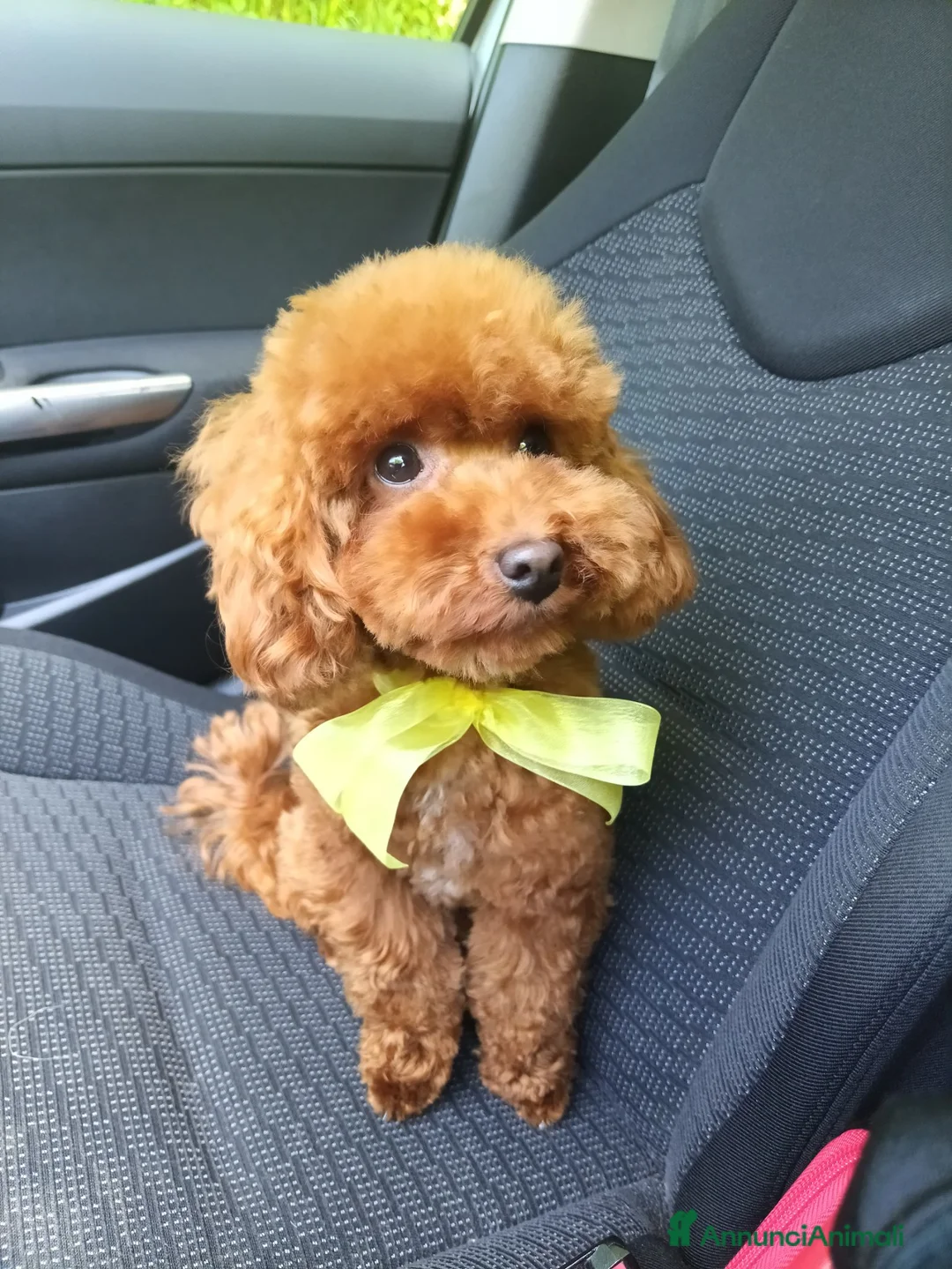 Barboncino Toy cani in vendita: Cucciole Barboncino Toy a Città metropolitana di Roma Capitale - Annuncio 2