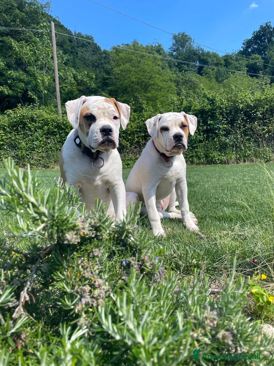 Bulldog cani in vendita: American Buldog - Annuncio 2