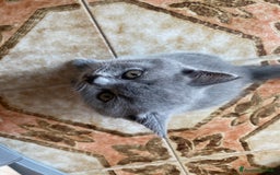 Scottish gatti in vendita: Cuccioli scottish a Città Metropolitana di Torino - Immagine 4
