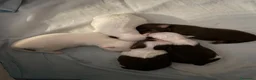 Chihuahua cani in vendita: Cuccioli di chihuahua con pedigree - Annuncio 6