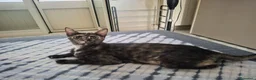 Meticcio gatti in regalo: MIA, 9 mesi, già sterilizzata, negativa FIV FELV  - Annuncio 3
