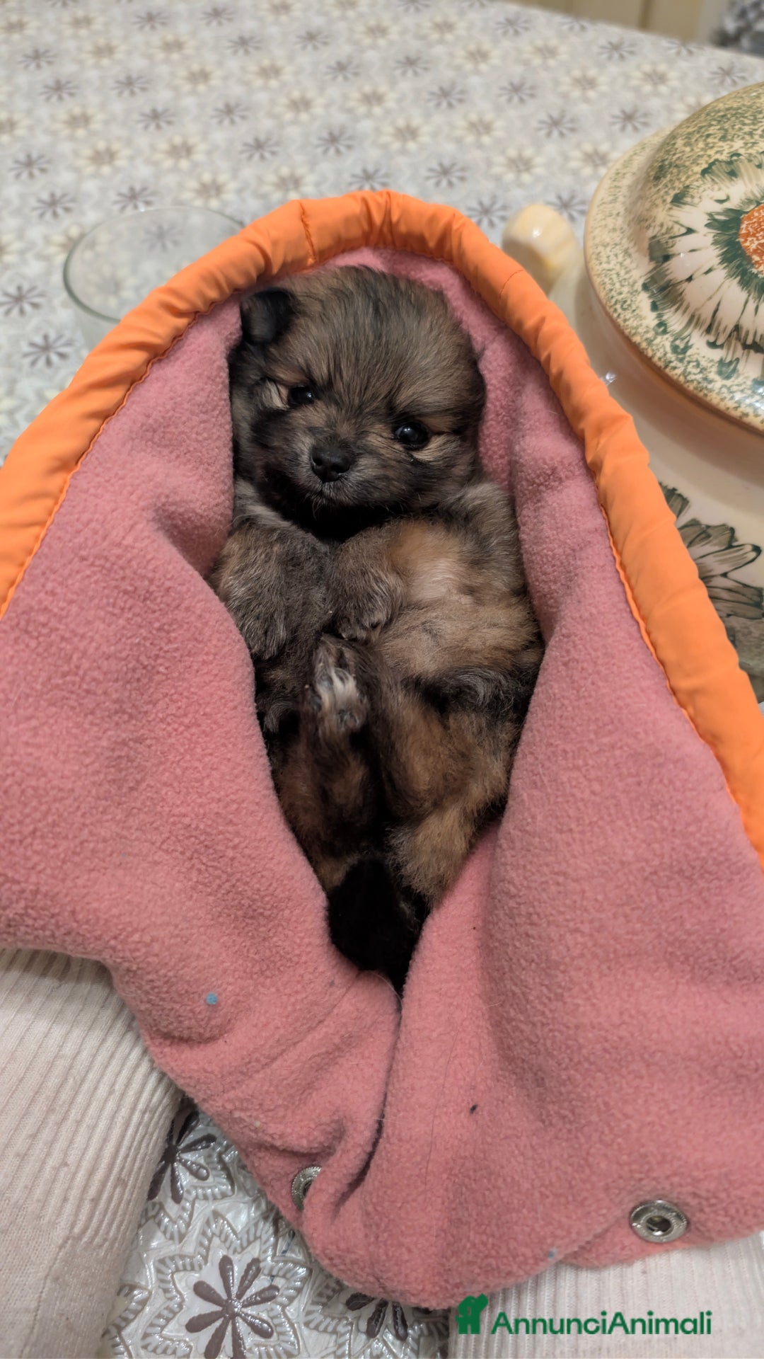 Volpino Pomerania cani in vendita: Volpino pomerania - Annuncio 8