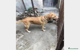 Labrador cani in regalo: Simil Labrador vive in 1piccolo recinto h24 sola! a Milano - Immagine 2