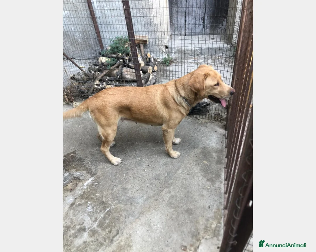 Labrador cani in regalo: Simil Labrador vive in 1piccolo recinto h24 sola! a Milano - Annuncio 2