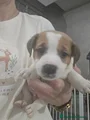 Jack Russell Cucciolo 2