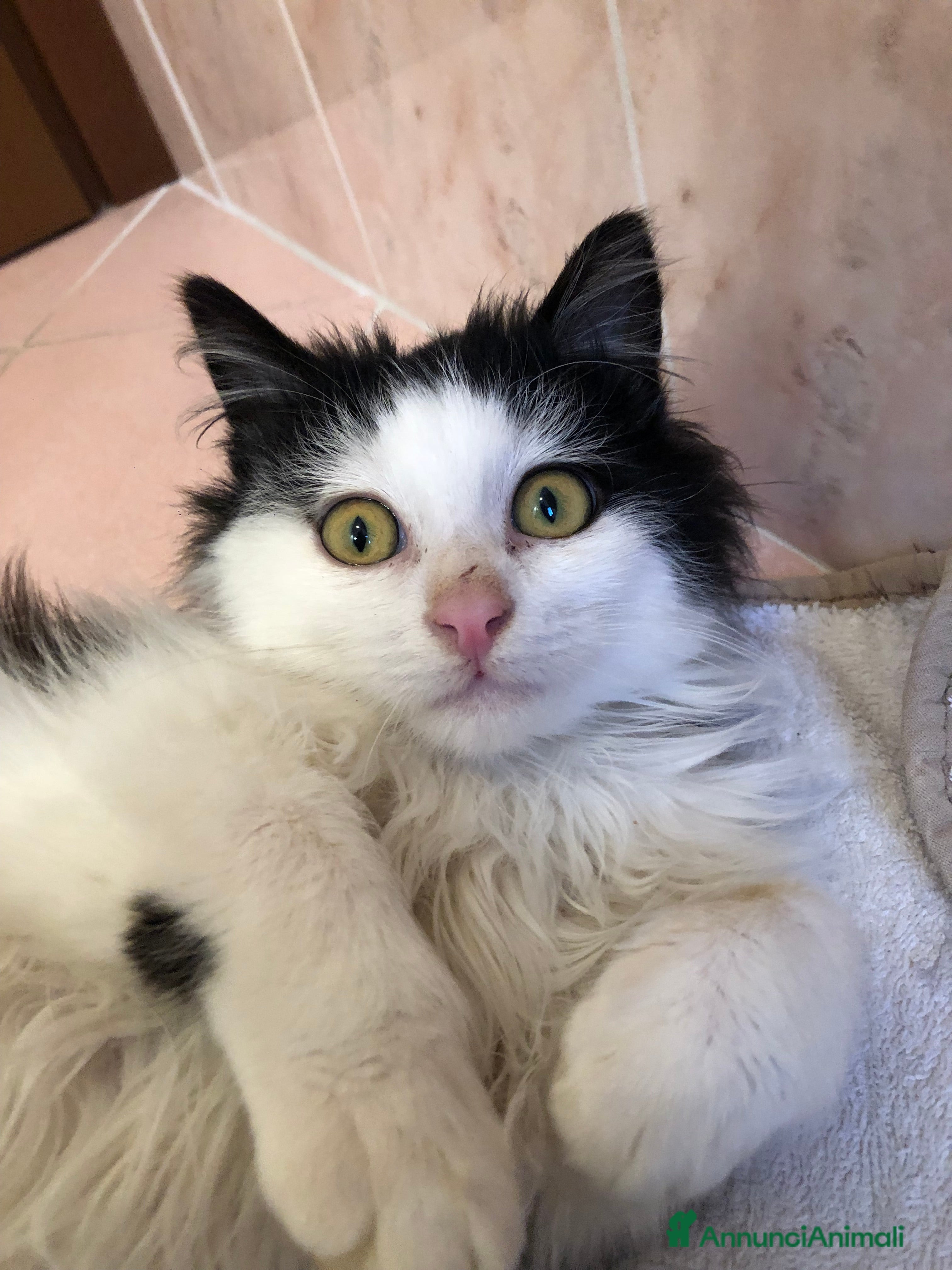 Altre razze gatti TIMOTHEE CERCA CASA 🏠 SASSOFERRATO (AN) - Annuncio 1