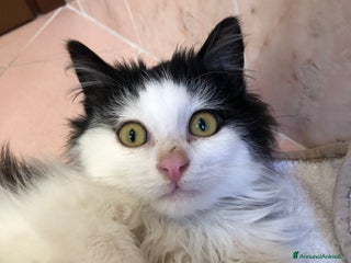 Altre razze gatti TIMOTHEE CERCA CASA 🏠 SASSOFERRATO (AN) - Annuncio 1