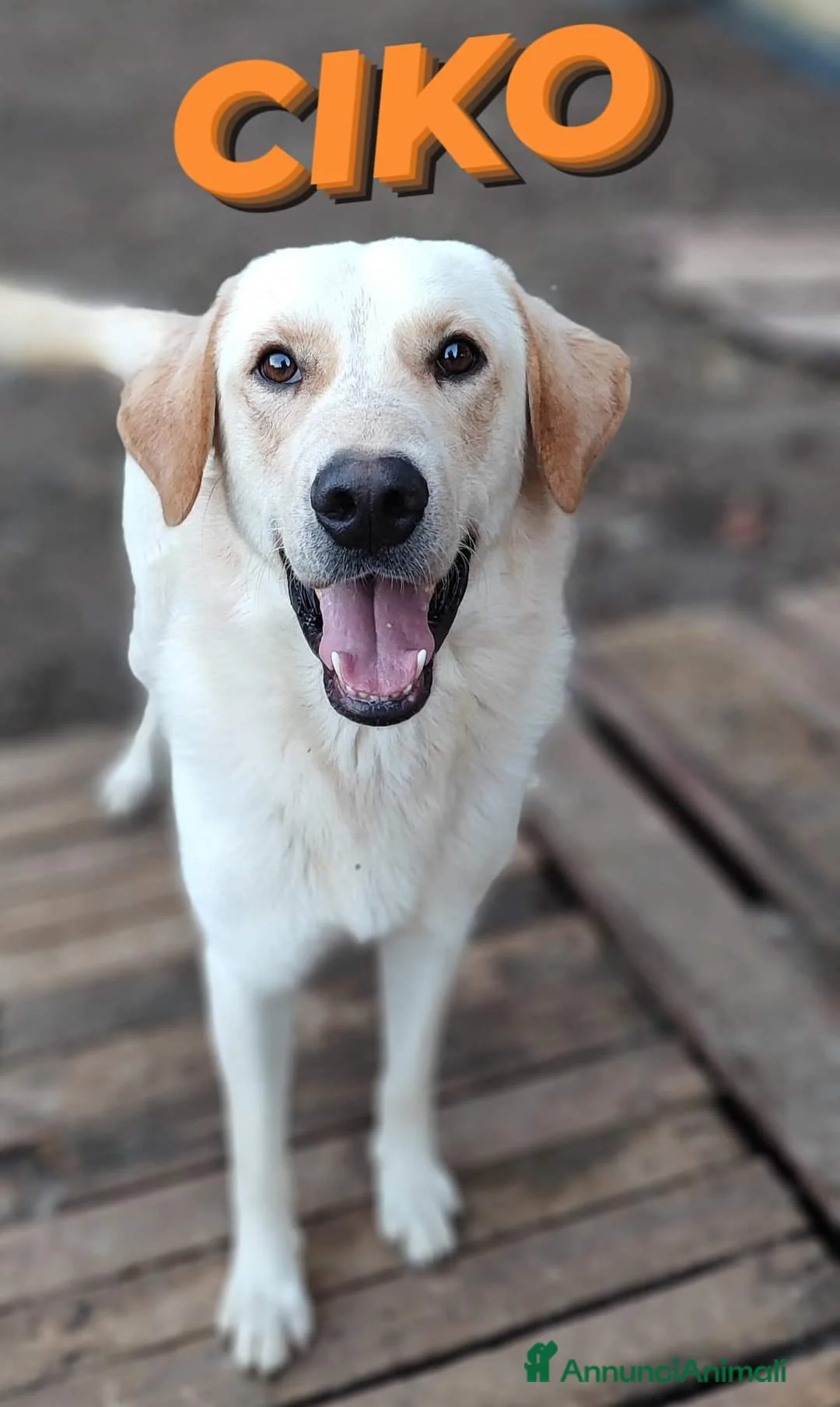 Labrador cani in regalo: Una famiglia per Ciko  a Provincia di Savona - Annuncio 6