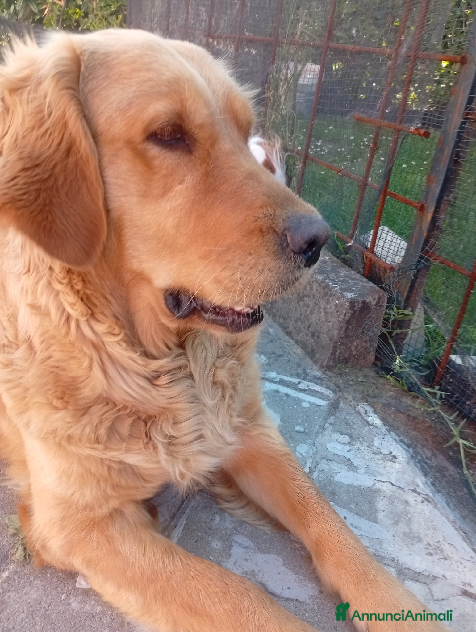 Golden Retriever cani in vendita: Bellissima Golden Retriever femmina  - Annuncio 2