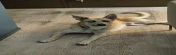 Meticcio cani in regalo: Regalo Ziggy per trasferimento all'estero a Provincia di Vicenza - Annuncio 3