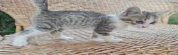 Altre razze cani in regalo: Gattino di 3 mesi cerca casa - Annuncio 4