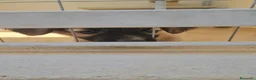 Meticcio cani in regalo: Mughetto, Ciclamino e Tiglio: maschietti 3 mesi - Annuncio 10