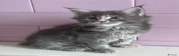 Maine Coon gatti in vendita: Maine Coon cuccioli a Provincia di Ferrara - Annuncio 6