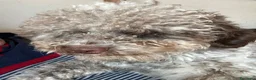 Lagotto cani in regalo: Artù  a Provincia di Salerno - Annuncio 4