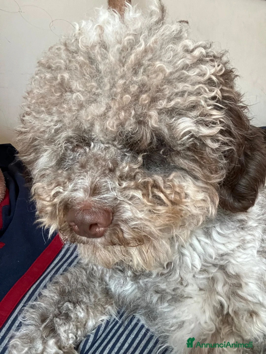 Lagotto cani in regalo: Artù  a Provincia di Salerno - Annuncio 4