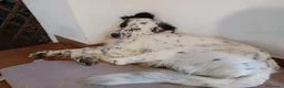 Meticcio cani in regalo: adozione di Argo a Città metropolitana di Roma Capitale - Annuncio 3