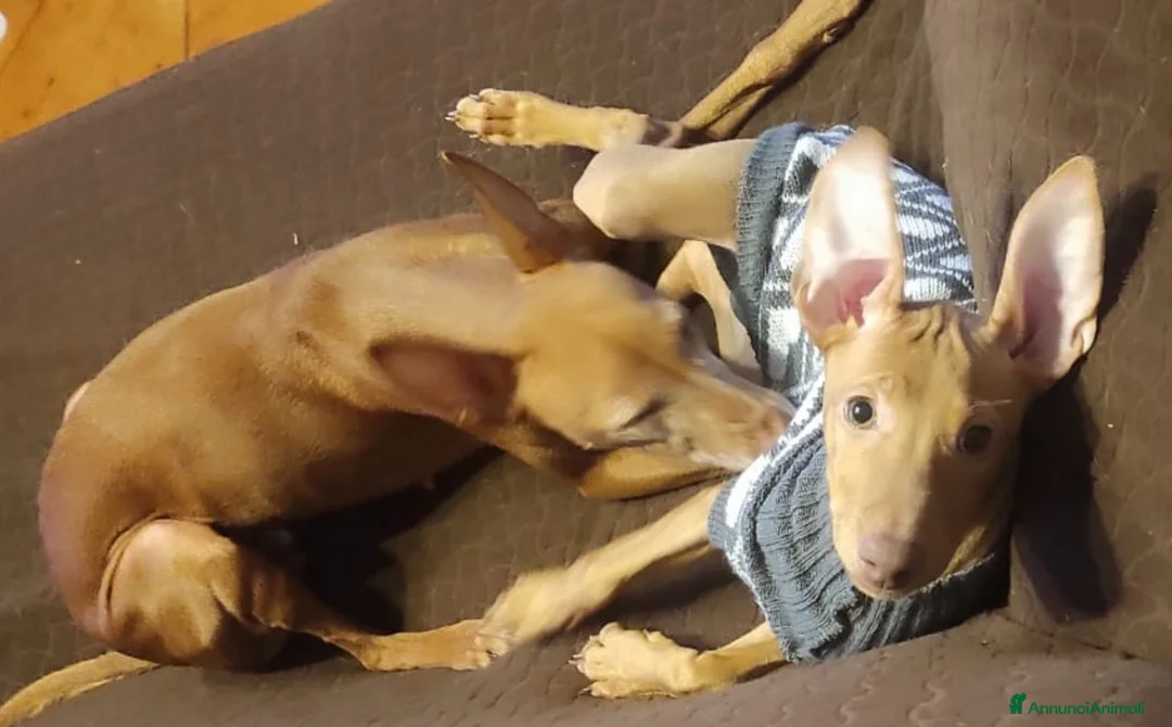 Cirneco dell'Etna cani in vendita: Cuccioli di Cirneco dell'Etna - Annuncio 14