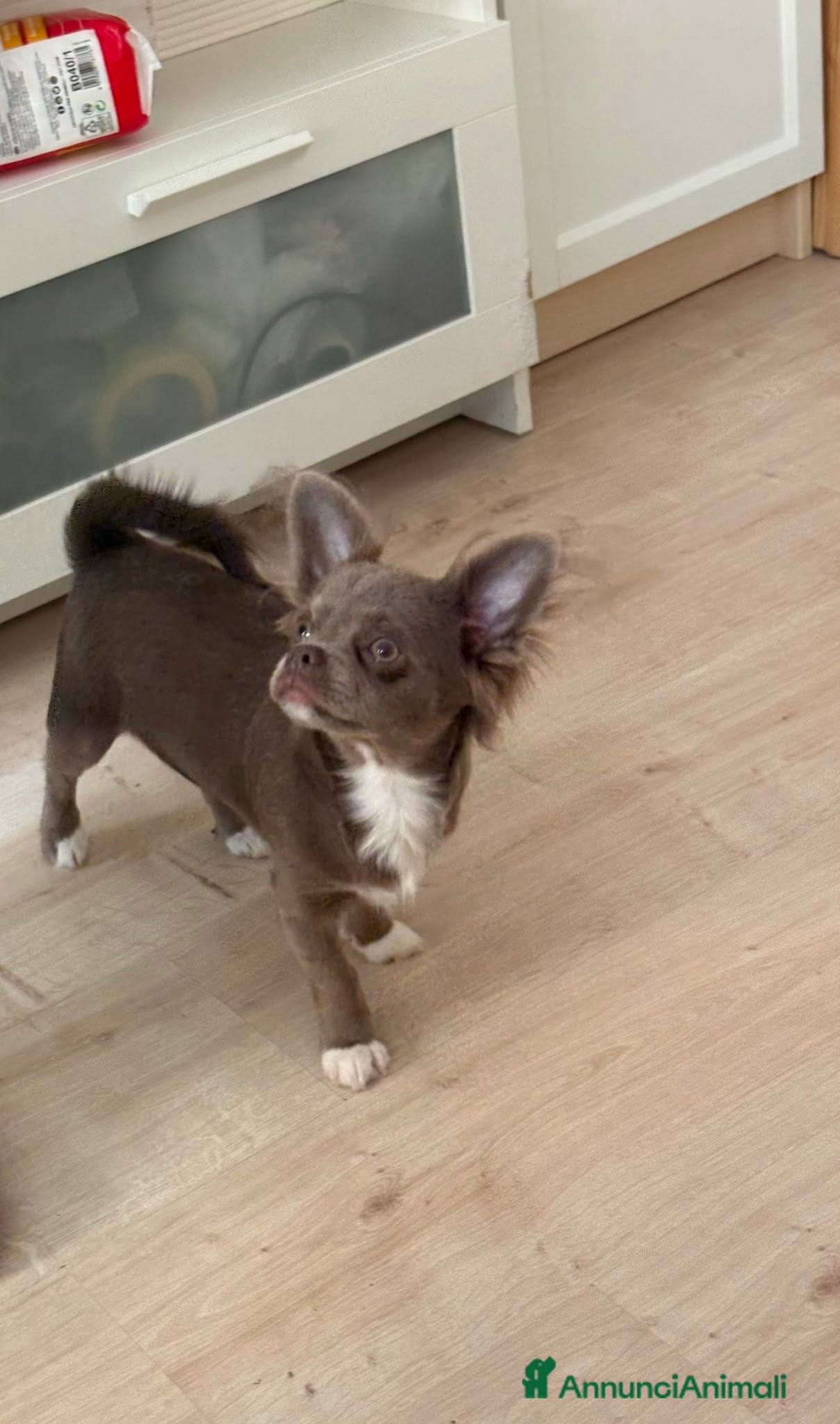 Chihuahua cani Chihuahua a pelo lungo - Annuncio 21