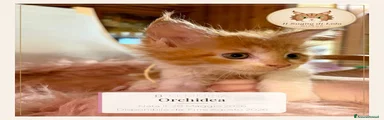 Orchidea - Maine Coon - Il Sogno Di Lola