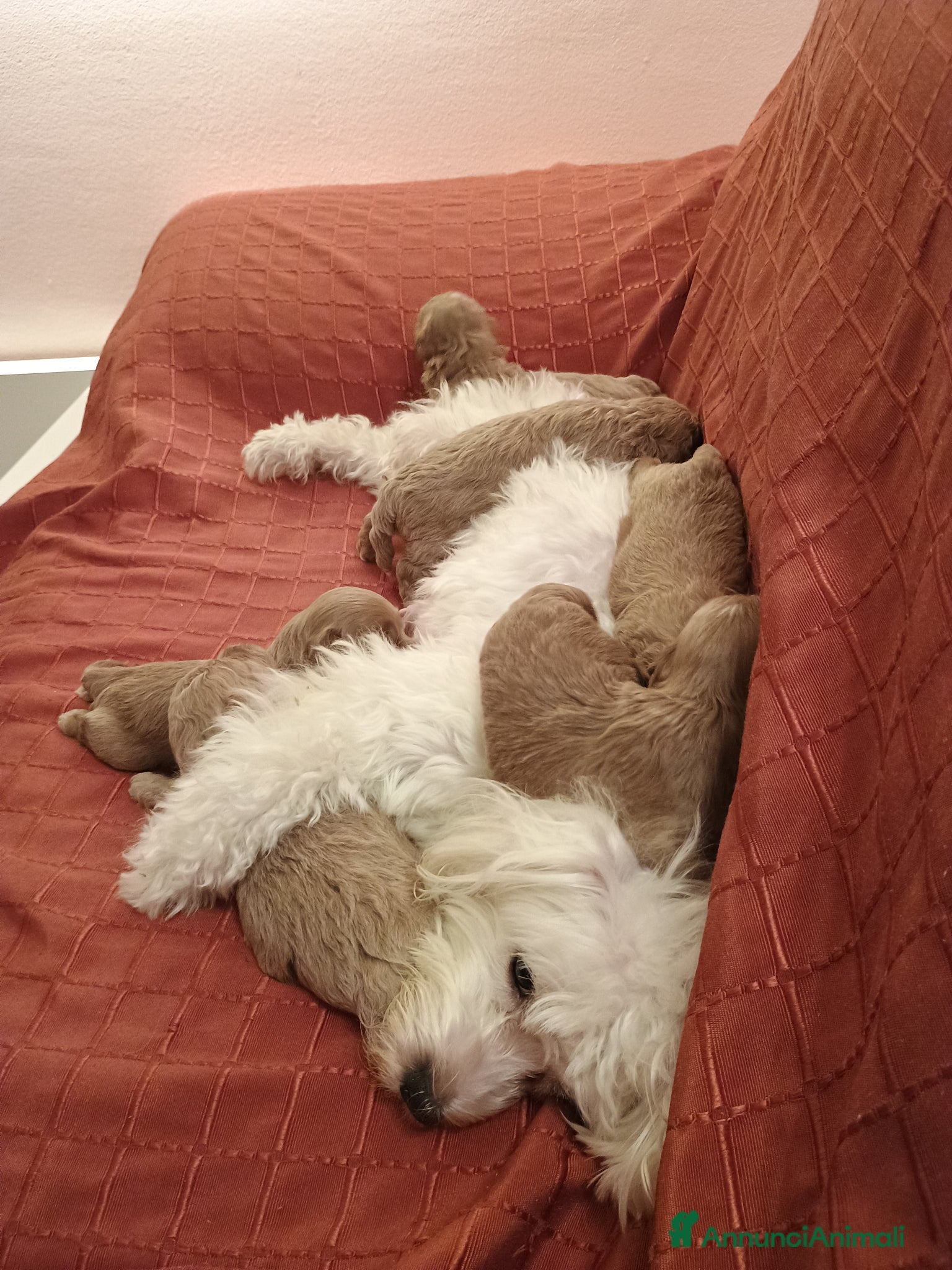 Maltipoo cani Maltipoo  - Annuncio 1