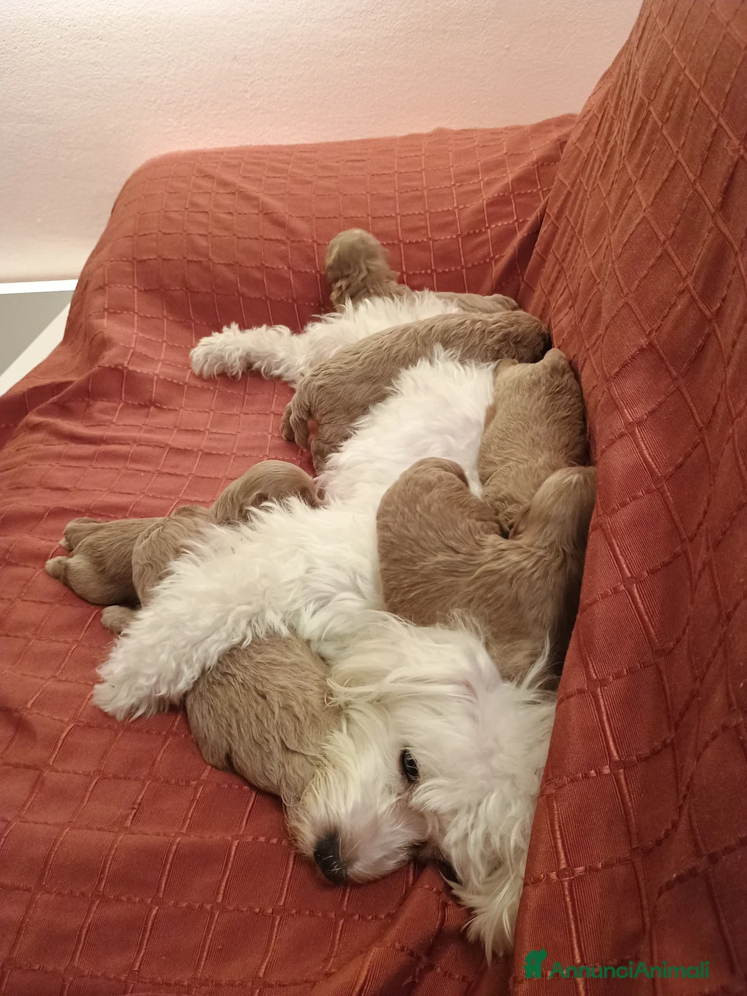 Maltipoo cani in vendita: Maltipoo  - Annuncio 1