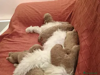 Maltipoo cani Maltipoo - Annuncio 1