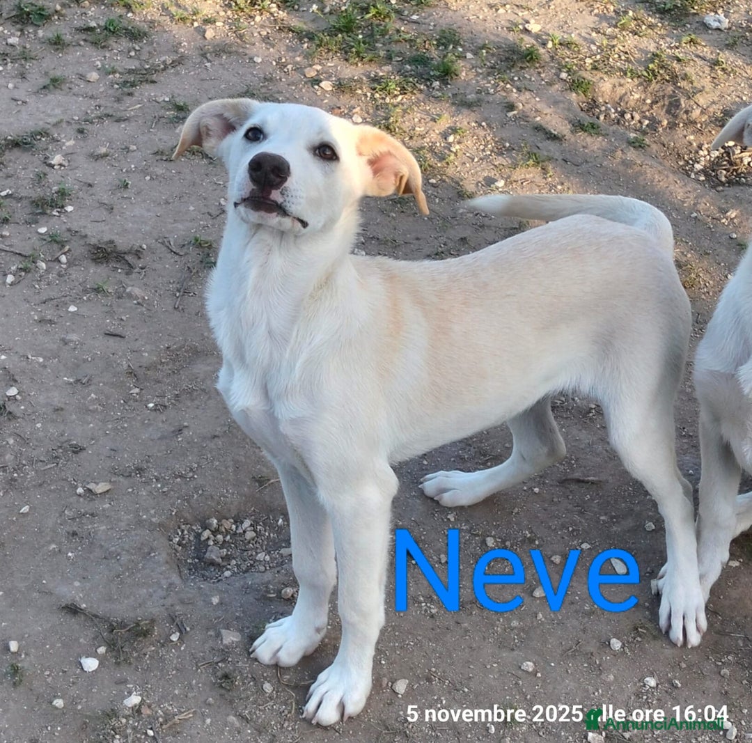 Meticcio cani in regalo: Neve un cucciolo da salvare - Annuncio 1