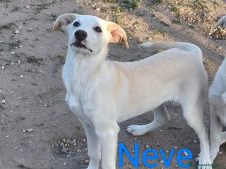 Meticcio cani Neve un cucciolo da salvare - Annuncio 14