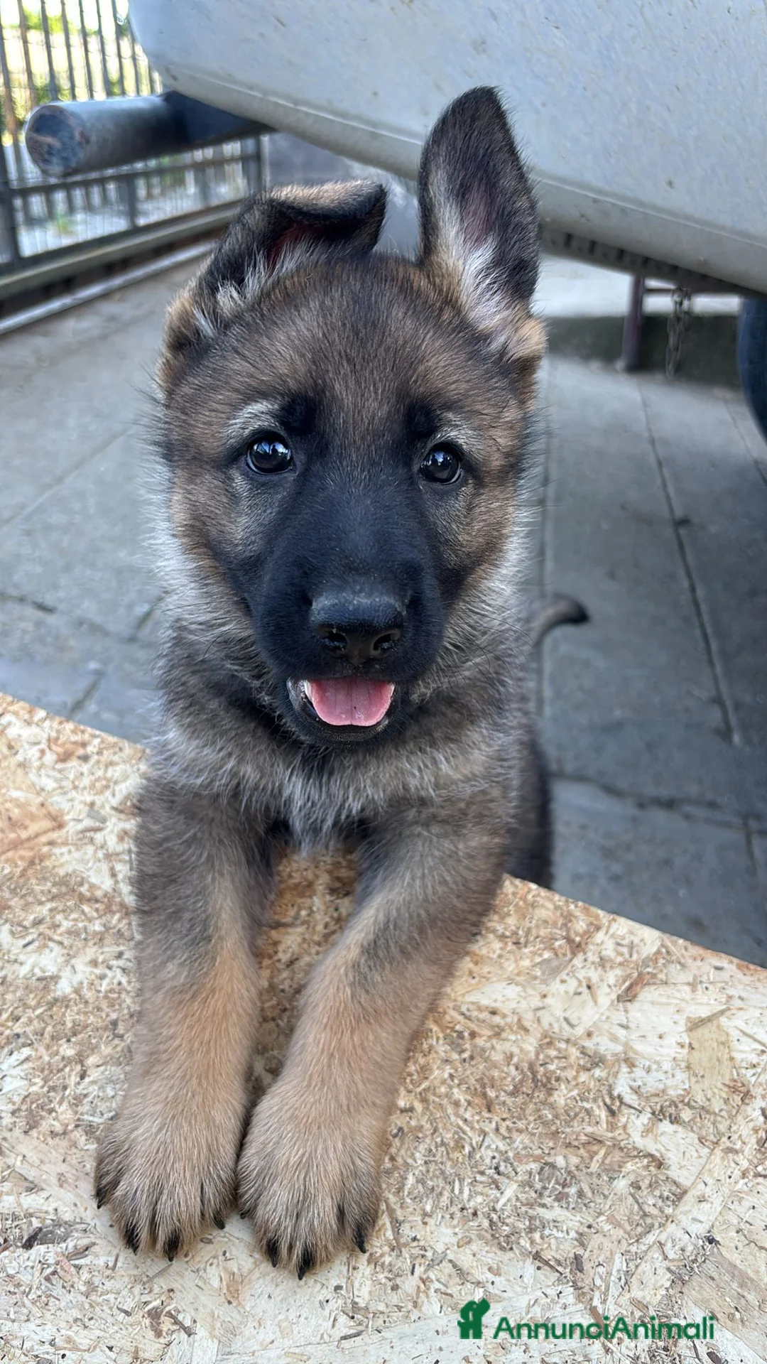 Pastore Tedesco cani in vendita: Cuccioli Pastore Tedesco linea da lavoro - Annuncio 4