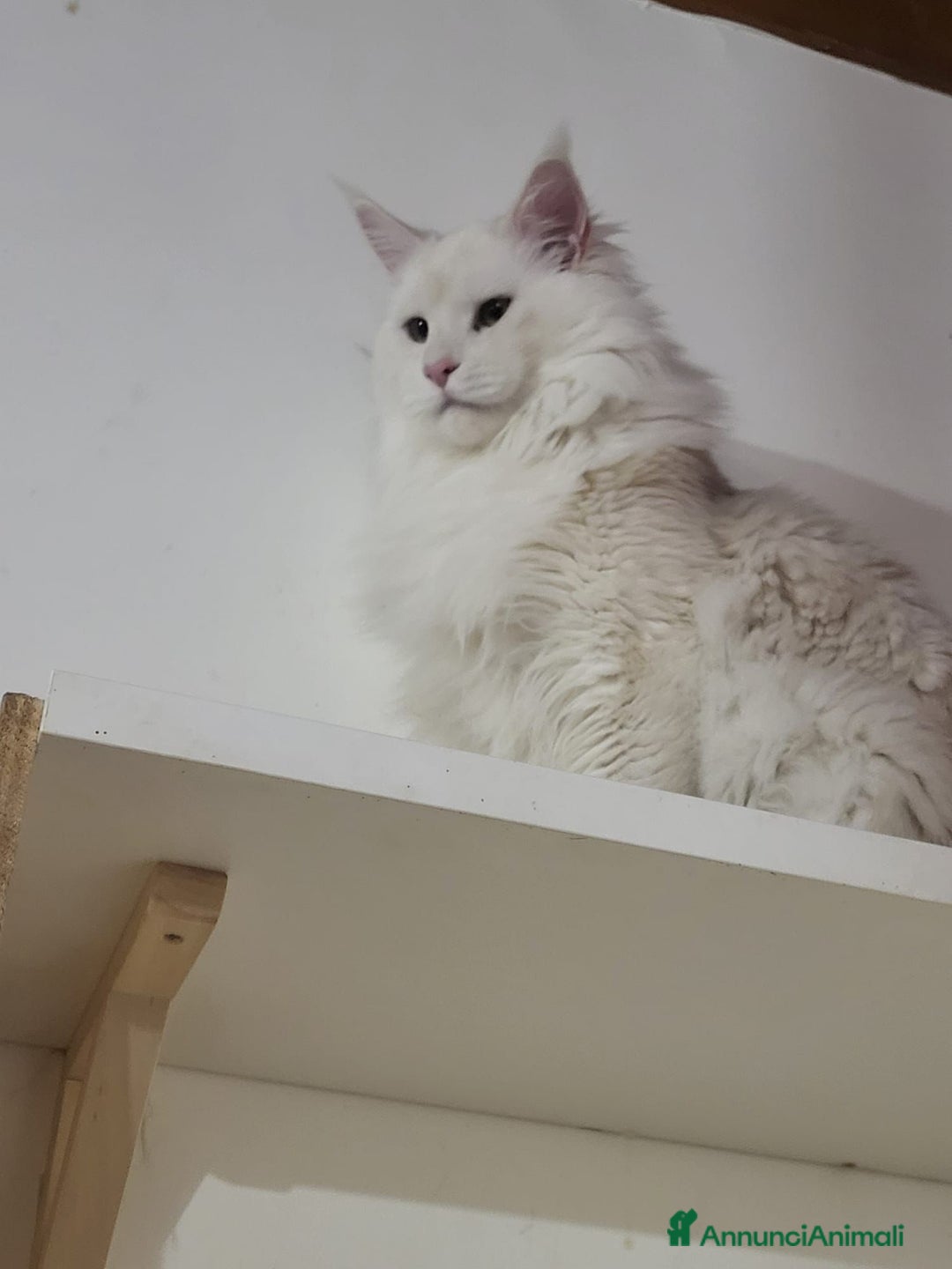Maine Coon gatti per accoppiamento: Main Coon disponibile per monta  a Provincia di Bergamo - Immagine 2