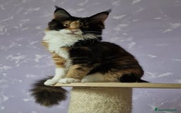 Maine Coon gatti in vendita: Cuccioli maine coon - Immagine 6