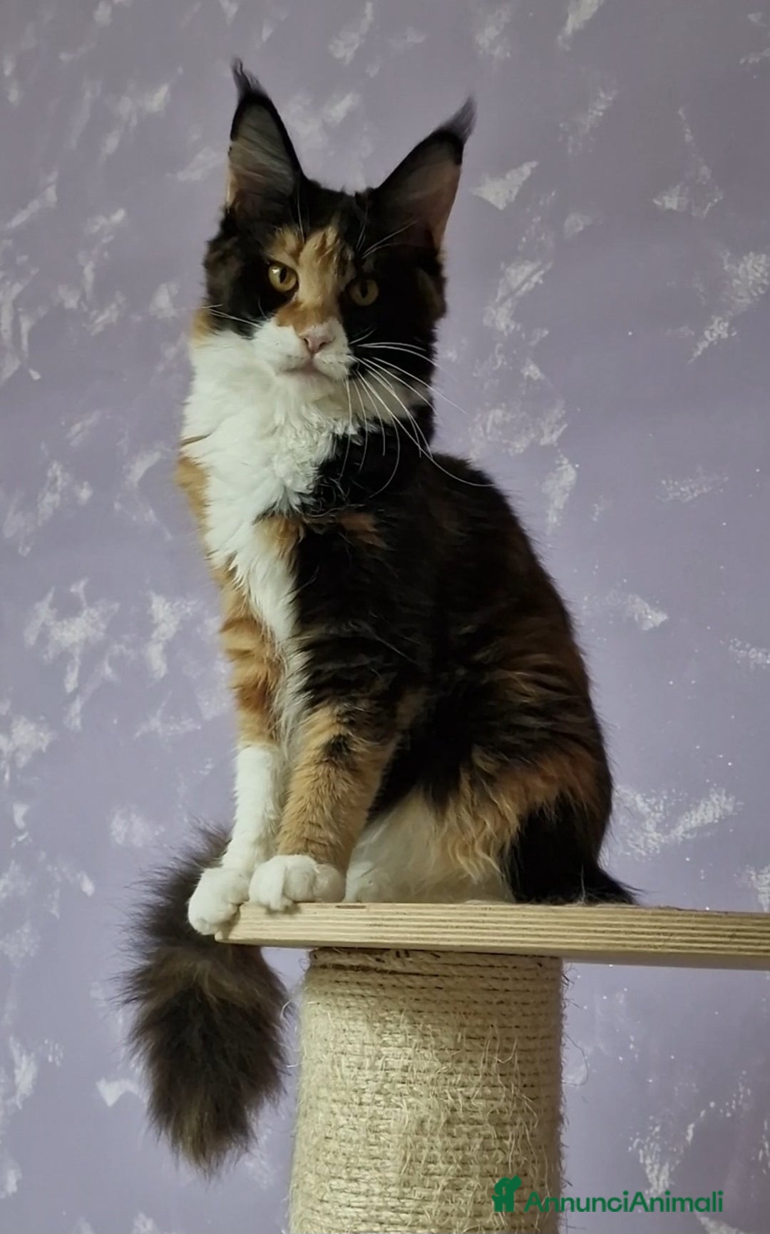 Maine Coon gatti in vendita: Cuccioli maine coon - Immagine 6