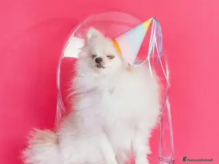 Akita Americano cani aaaaaaaaaaaaaaaaaaaaaaaaaaaaaaaaaaaaaaaaaaaaaaaaaa - Annuncio 4