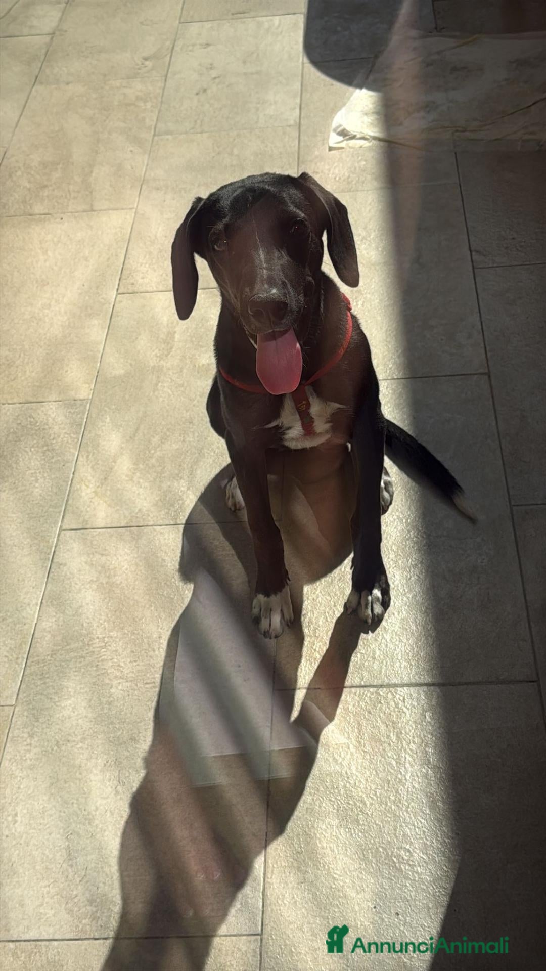 Meticcio cani Cleo  - Annuncio 36