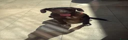 Meticcio cani in regalo: Cleo  a Provincia di Ferrara - Annuncio 1