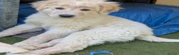 Pastore Abbruzzese Maremmano cani in regalo: cuccioli maremmani - Annuncio 5