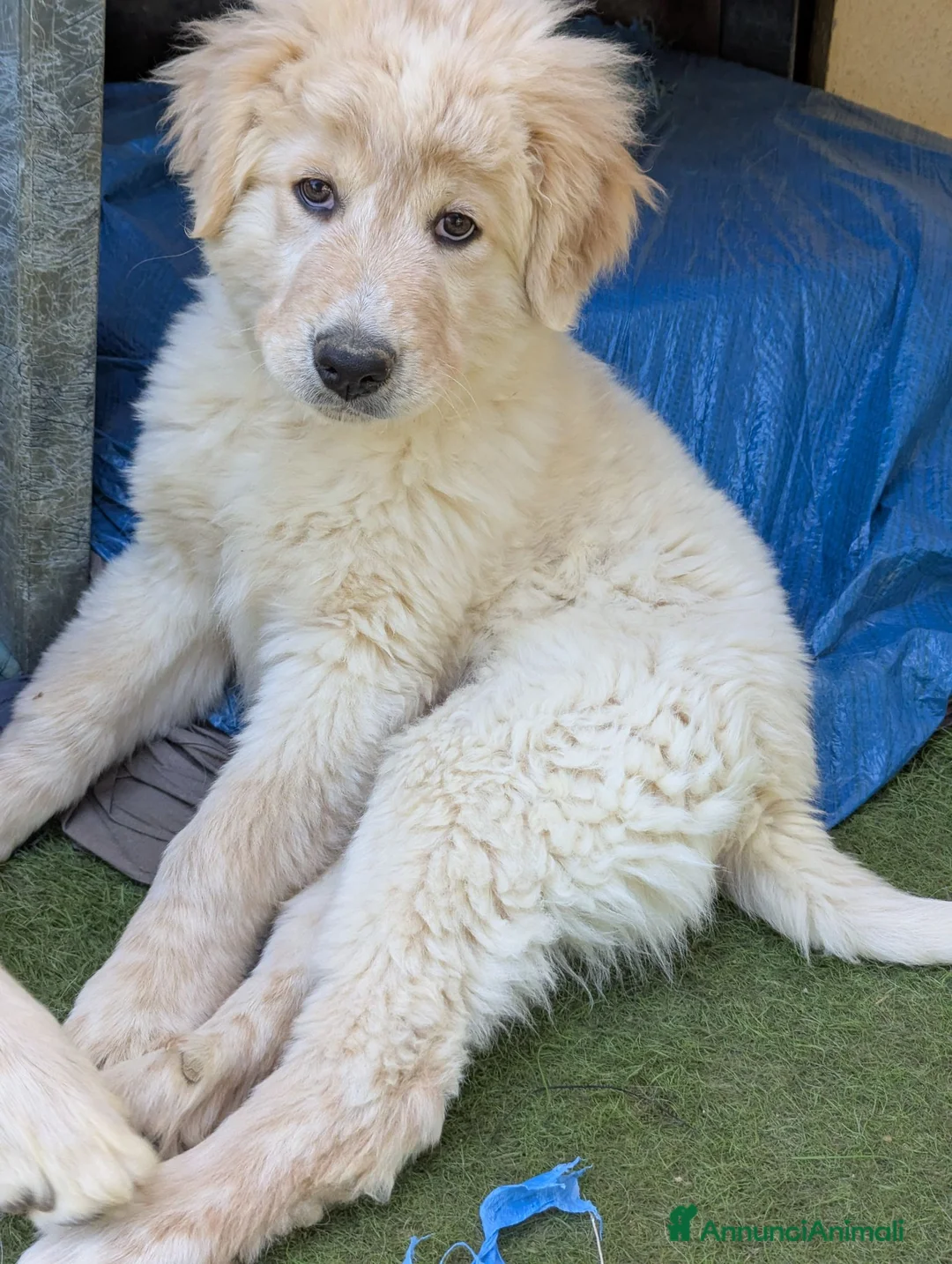 Pastore Abbruzzese Maremmano cani in regalo: cuccioli maremmani - Annuncio 5