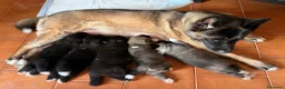 Akita Americano cani in vendita: Akita Americano - Annuncio 16