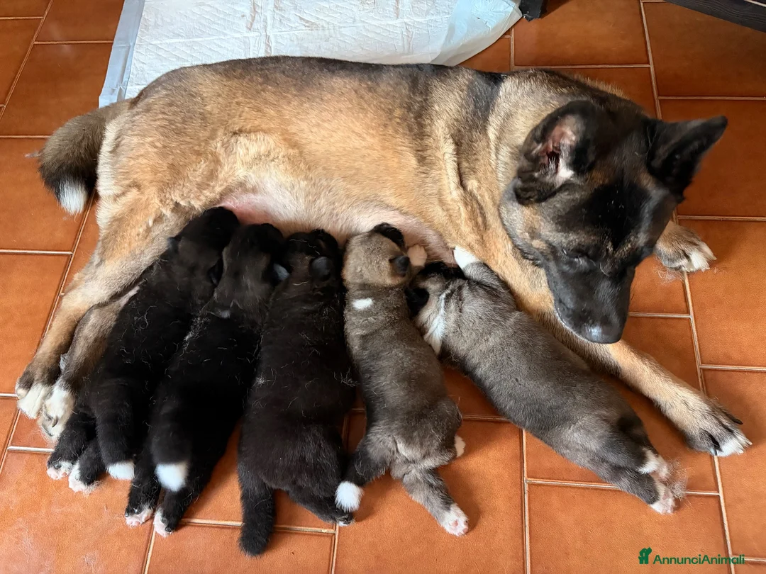 Akita Americano cani in vendita: Akita Americano - Annuncio 16