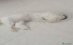 Maltese cani in vendita: Maltesi meravigliosi vivaci. E di ottima salute a Città Metropolitana di Napoli - Immagine 4