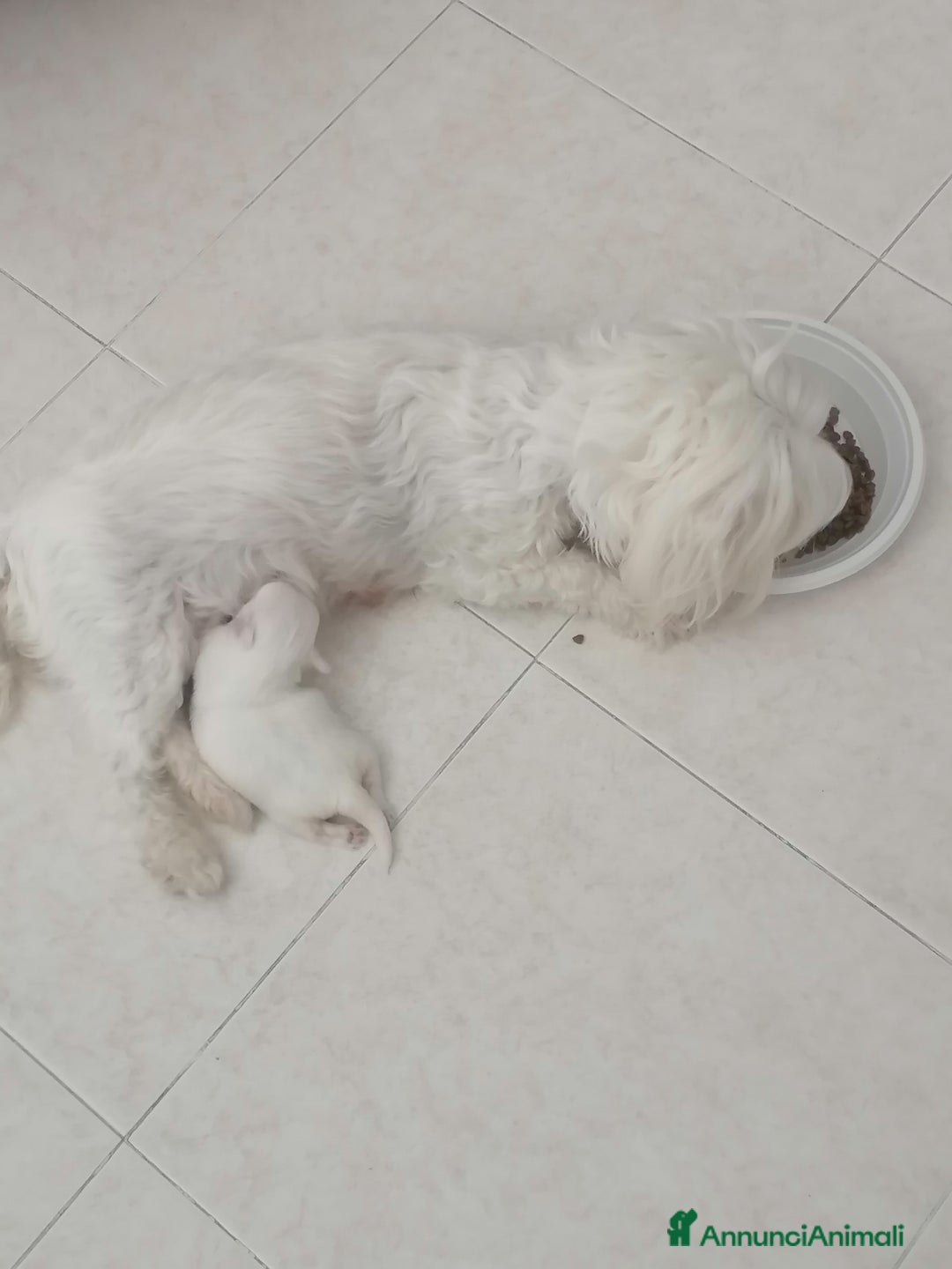 Maltese cani in vendita: Maltesi meravigliosi vivaci. E di ottima salute a Città Metropolitana di Napoli - Immagine 4