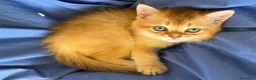 Scottish gatti in vendita: Splendidi cuccioli Scottish Fold e Straight - Annuncio 25