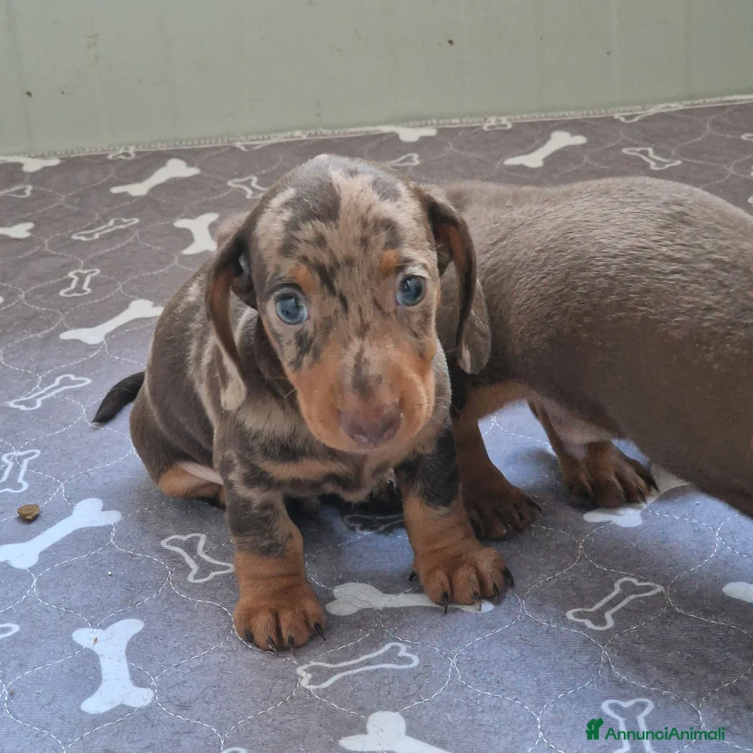 Bassotto cani in vendita: Bassotto arlecchino e cioccolato femmina e maschio - Annuncio 2