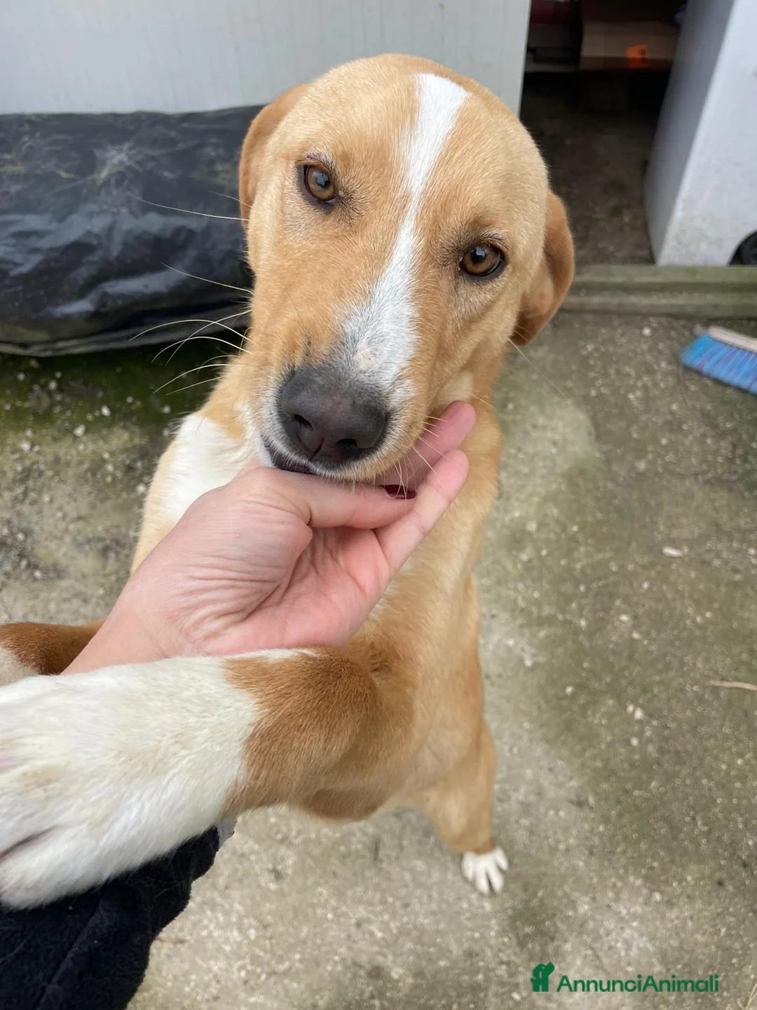 Meticcio cani in regalo: IL DOLCISSIMO OLIVER a Provincia di Padova - Annuncio 1